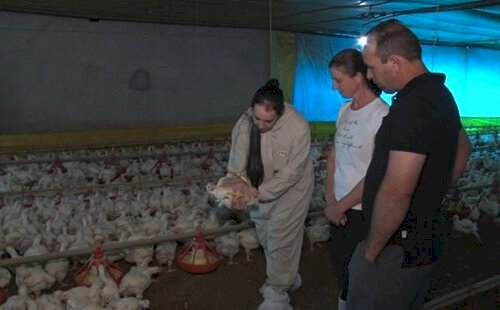 Produtores de ovos da Argentina pedem vacinação imediata para conter a disseminação da gripe aviária