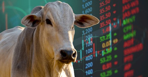 Contratos futuros do boi gordo reagem na bolsa paulista B3