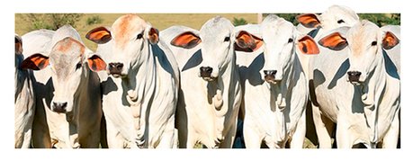 Novilhas ganham mais peso nos ganchos dos frigoríficos, marcando uma mudança de padrão no País