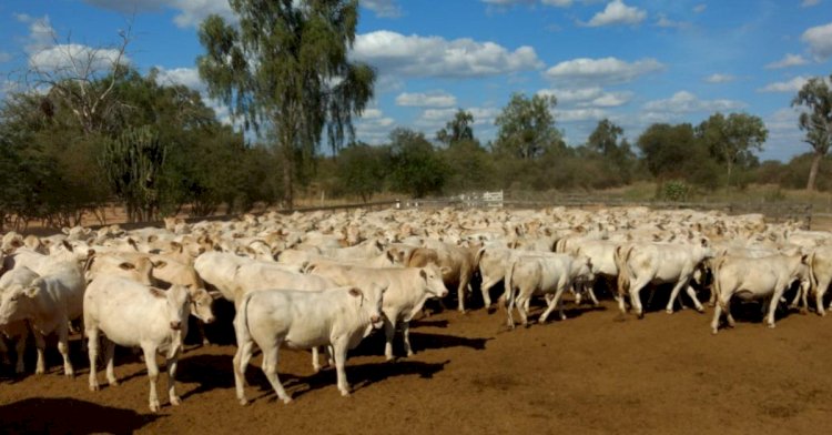 Cruzamento de raças leiteiras com Canchim ganha selo para identificação no mercado