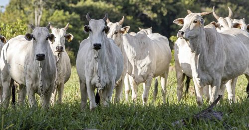 Declaração de Rebanho 2026 começa dia 1º de abril no RS; saiba como fazer