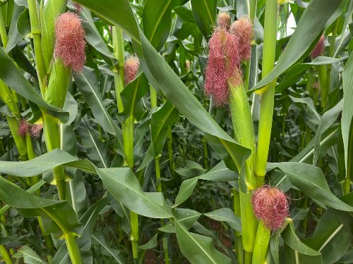 Bayer na era da “Agricultura de Decisão”, recordes no milho safrinha talhão a talhão