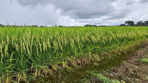 Colapso no plantio de arroz acende alerta global