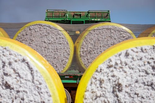 Alta mensal histórica do algodão