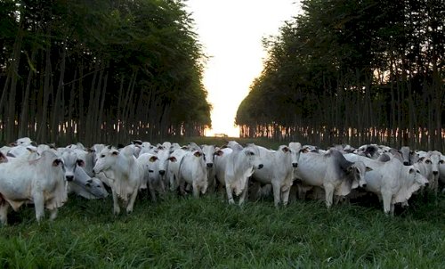 Cotações do boi gordo