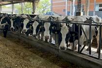 Pronampe Leite BRDE SC movimenta R$ 37 milhões em dez dias