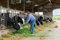 Por que o padrão neozelandês de leite a pasto virou peça-chave na confiança do consumidor
