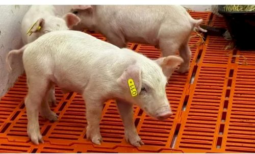 Nasce primeiro clone suíno da América Latina em SP e novos já estão a caminho