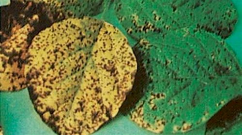 Mancha-parda da soja: 5 sinais para identificar a doença