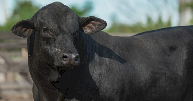 Inscrições para a ExpoBrangus 2026 se encerram no dia 11 de maio