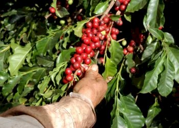 Café recua, mas ainda pesa no bolso