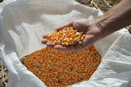 Insumos elevam custo da safra de milho no Mato Grosso