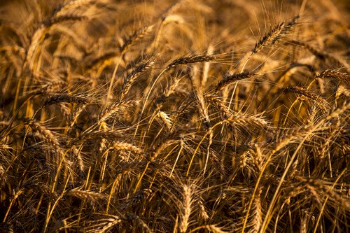 Trigo dispara e acende alerta de falta no Sul
