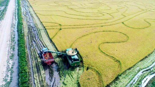 Arroz deixa de ser prioridade e preocupa mercado