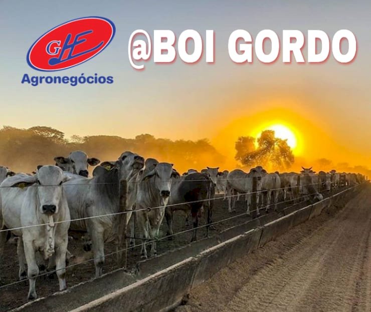 Cotações do boi gordo