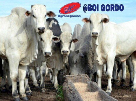 Veja aqui Cotações mista do Agro