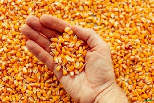 Paridade cai e milho de MT mantém prêmio no mercado interno