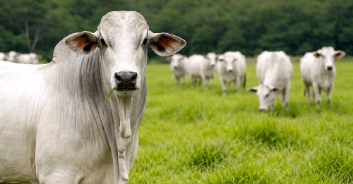Indicador do Boi Datagro no Rio Grande do Sul será lançado na Expointer