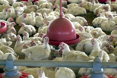Carne de frango: volume de embarques do Brasil em maio/26 foi o terceiro maior da história
