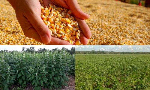 Cotações Agropecuárias