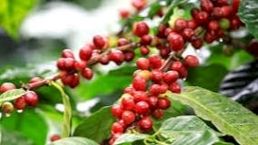 Café arábica cai ao menor nível em um ano e meio
