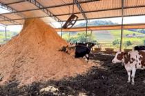 Vacas felizes: manejo de compost barn viraliza e atesta impacto do bem-estar na pecuária leiteira