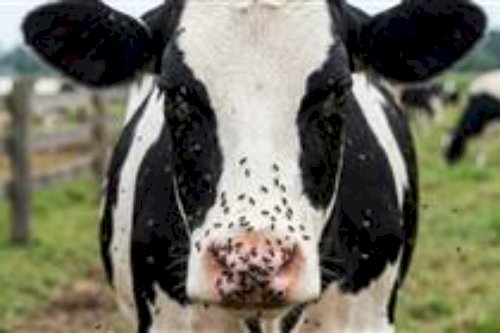 Mosca-do-estábulo: pecuaristas relatam morte de vacas e prejuízos no noroeste de SP