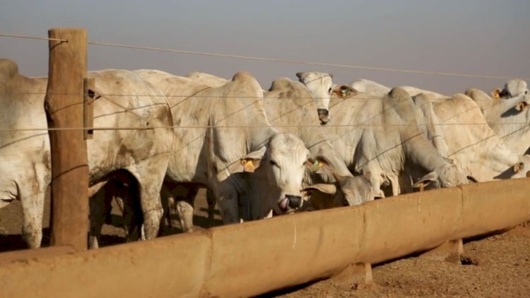 Pecuarista pode alongar dívida por falta de mercado