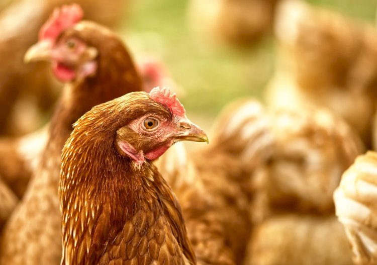 Cidade do Espírito Santo tem 331 galinhas por habitante e lidera produção de ovos no Brasil