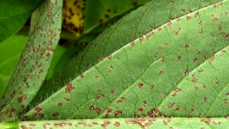 Ferrugem asiática cresce 277porcento em áreas monitoradas por instituição ligada à Frísia, que atua no Tocantins