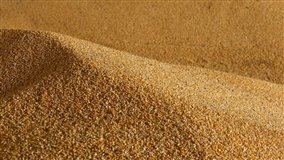 Consultoria recomenda cautela na venda de milho