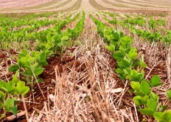 Em plena janela de plantio da soja no Tocantins, cotações do grão e do milho recuam em Chicago