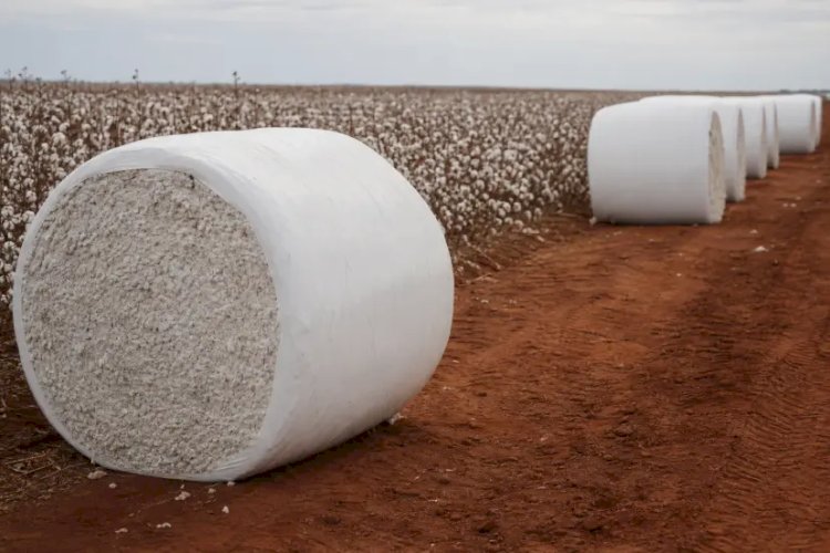 Algodão brasileiro vai do campo às passarelas