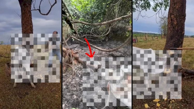 Perigos na Pecuária: Bezerro fica preso no cipó e não resiste ao estresse e lesões