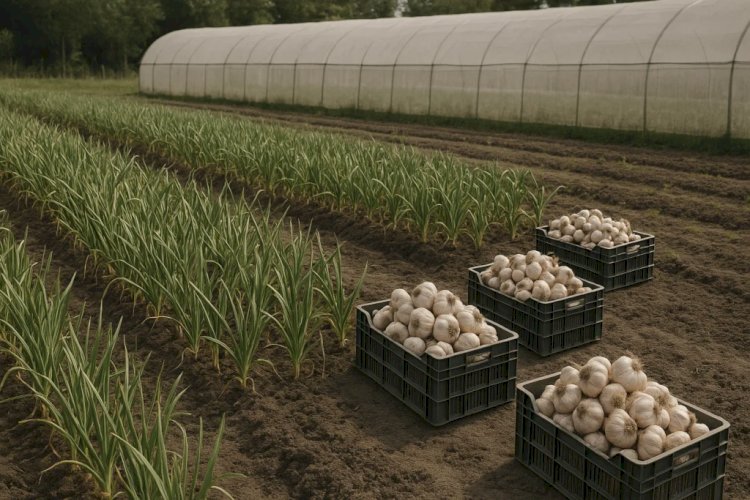 Seminário em Umuarama destaca avanço da produção de alho no Noroeste do Paraná