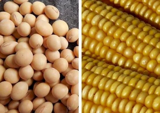 Custo de produção da soja e do milho dispara em MT e pressiona rentabilidade do produtor, diz Imea