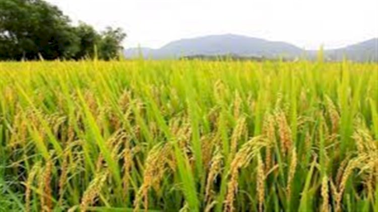 Exportações sustentam preços do arroz, mas vendas no mercado interno seguem lentas